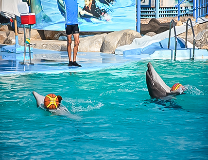 DOLPHIN SHOW & WALRUS