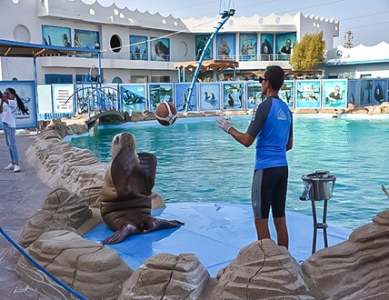 DOLPHIN SHOW & WALRUS