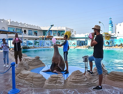 DOLPHIN SHOW & WALRUS