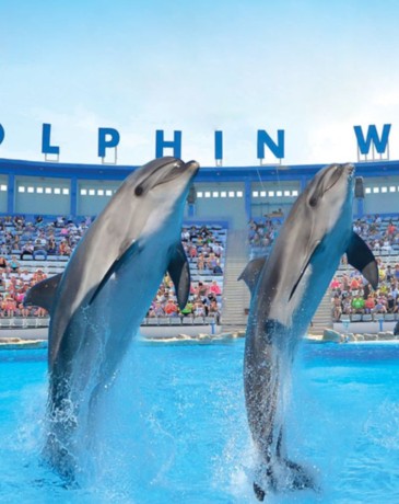 SPECTACLE DE DAUPHINS & MORSE